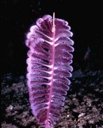 Sea Pen, Loloata Island, PNG; Houised Nikon F; 24mm Nikko... by Rick Tegeler 